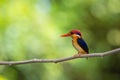 Beautiful bird Black backed Kingfisher. Royalty Free Stock Photo