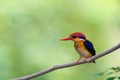 Beautiful bird Black backed Kingfisher. Royalty Free Stock Photo