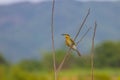 Beautiful bird Blue tailed Bee eater Royalty Free Stock Photo