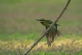 Beautiful bird Blue tailed Bee eater Royalty Free Stock Photo