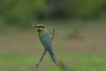 Beautiful bird Blue tailed Bee eater Royalty Free Stock Photo
