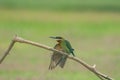 Beautiful bird Blue tailed Bee eater Royalty Free Stock Photo