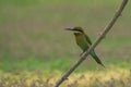 Beautiful bird Blue tailed Bee eater Royalty Free Stock Photo