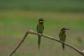 Beautiful bird Blue tailed Bee eater Royalty Free Stock Photo