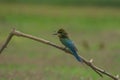 Beautiful bird Blue tailed Bee eater Royalty Free Stock Photo
