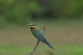 Beautiful bird Blue tailed Bee eater Royalty Free Stock Photo