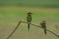 Beautiful bird Blue tailed Bee eater Royalty Free Stock Photo