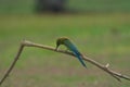 Beautiful bird Blue tailed Bee eater Royalty Free Stock Photo