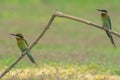 Beautiful bird Blue tailed Bee eater Royalty Free Stock Photo