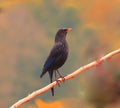 Beautiful bird Blue whistling thrush Royalty Free Stock Photo