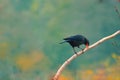 Beautiful bird Blue whistling thrush Royalty Free Stock Photo