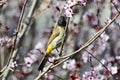Beautiful bird bulbul Royalty Free Stock Photo