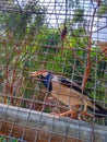 beautiful bird in a cage, Suren Starling (Gracupica contra) . Indonesian native bird jalak bird