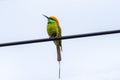 A beautiful bird Chestnut headed Bee eater Royalty Free Stock Photo