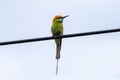 A beautiful bird Chestnut headed Bee eater Royalty Free Stock Photo