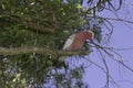 Beautiful bird cockatoo Galah Eolophus roseicapilla