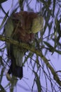 Beautiful bird cockatoo Galah Eolophus roseicapilla