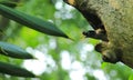 Beautiful Bird Common Myna Royalty Free Stock Photo