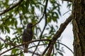 Beautiful bird common starling standing on a branch of a tree wi Royalty Free Stock Photo