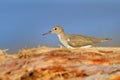 Beautiful bird from Costa Rica. Wildlife scene from sea. Bird on tree trunk. Sandpiper, Actitis macularia, sea water bird in the n Royalty Free Stock Photo