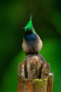 Beautiful bird with crest, siting in the green tropic forest, Sumaco, Ecuador. Birdwatching in South America. Wire-crested