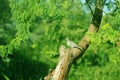 A beautiful bird dove sitting in a tree at a green garden