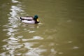 Beautiful Bird Duck wild waterfowl swimming outdoors on a lake Royalty Free Stock Photo