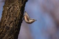 Single Eurasian or wood nuthatch bird sitting on tree trunk Royalty Free Stock Photo