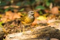 Beautiful bird Eyebrowed Thrush(Turdus obscures) drink water