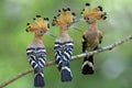 Beautiful bird family, Flock of Eurasian or Common Hoopoe Upupa epops exciting rufous spike head birds perching together on thin