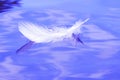 A beautiful bird feather floats on the surface of the water. Royalty Free Stock Photo