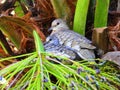 Beautiful bird feeding your puppy in the wild nest