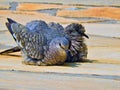 Beautiful bird feeding your puppy in the wild nest Royalty Free Stock Photo