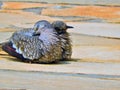 Beautiful bird feeding your puppy in the wild nest Royalty Free Stock Photo