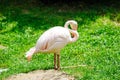 Beautiful bird flamingo in the zoo Royalty Free Stock Photo