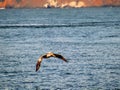 Beautiful bird in flight over ocean Royalty Free Stock Photo