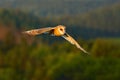 Beautiful bird in fly. Nice evening sun. Barn Owl, nice light bird in flight, in the grass, outstretched wings, action wildlife sc