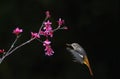 A beautiful bird fly to the pink flower in black background