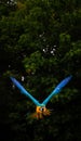 Beautiful bird flying , Blue and gold macaw flying on dark background Royalty Free Stock Photo