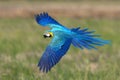 Macaw flying on green background Royalty Free Stock Photo