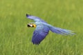 Beautiful bird flying on nature background Royalty Free Stock Photo