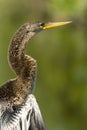 Everglades bird Royalty Free Stock Photo