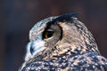A beautiful owl with feathers of brown and dark brown color with large beautiful eyes of yellow shade.