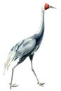 Beautiful bird gray crane, isolated white background, watercolor illustration, clipart