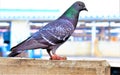 A beautiful bird gray pigeon, also known as rock pigeon