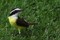 Beautiful bird Great Kiskadee Pitangus sulphuratus sitting in the grass Royalty Free Stock Photo