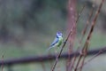 Beautiful bird great tit on a branch in a field Royalty Free Stock Photo