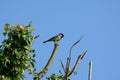 Greattit Parus major high on a branch