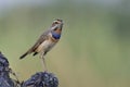 Beautiful bird has multiple colors on its chest feathers perching on burn timber expose over fine blue green background