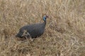 Beautiful bird Helmeted guineafowl in the meadow Royalty Free Stock Photo